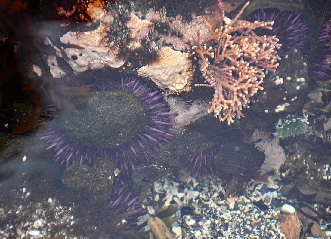 Erizos de mar morados con sus espinas de erizo de mar en una poza de roca con algas y coral