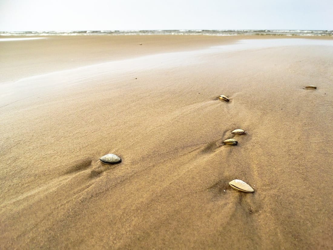 Conchas marinas y pequeños caracoles de mar sobre la arena húmeda de una playa española, con la orilla desenfocada al fondo