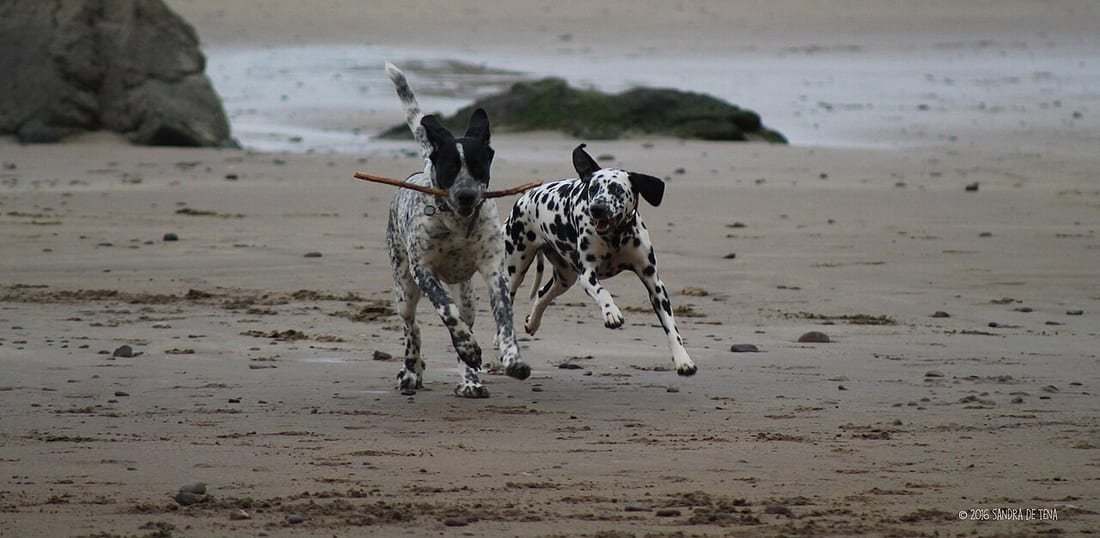 Dos perros con manchas negras corriendo por la arena con un palo, ilustrando perros en la playa y su normativa
