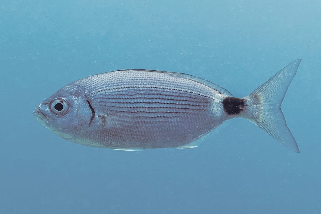 Una oblada nadando en aguas someras del Mediterráneo, uno de los espáridos que picotean a los bañistas en la orilla