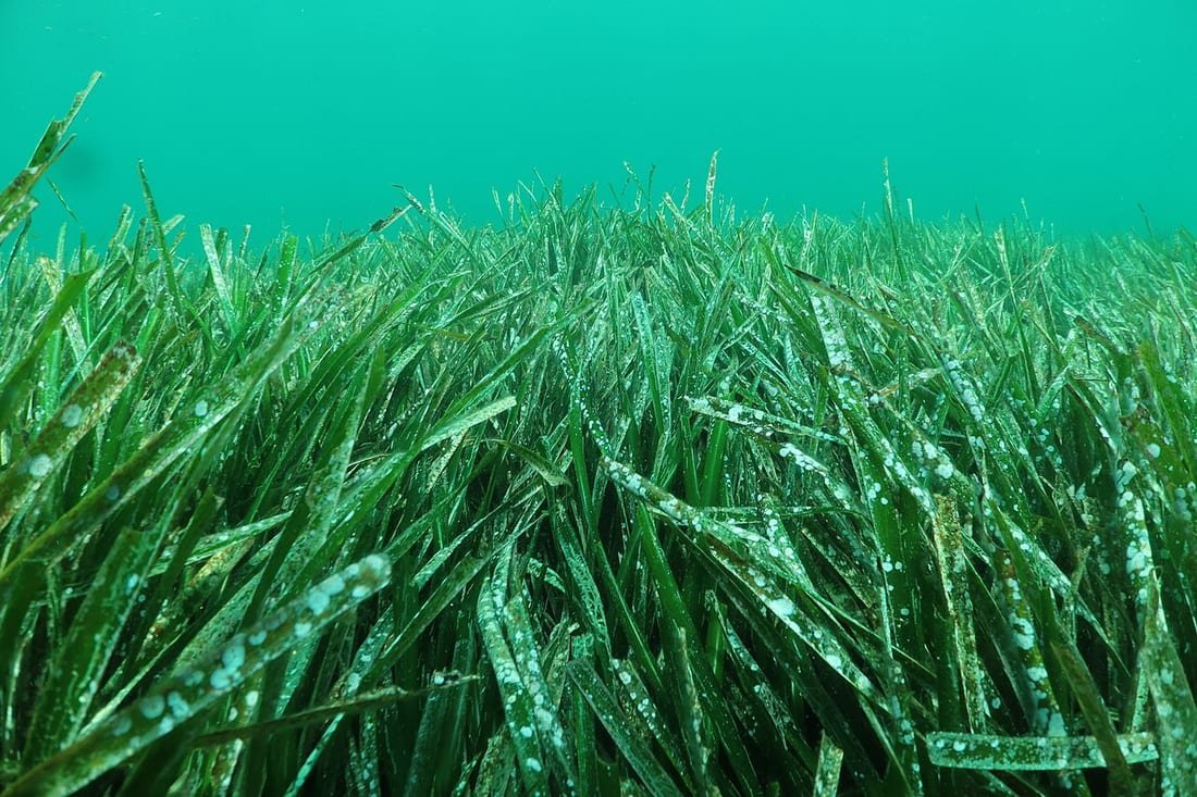 Pradera submarina de posidonia oceánica con largas hojas verdes en agua turquesa