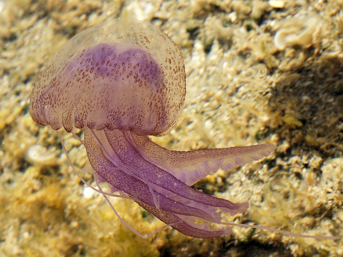 Medusa morada luminiscente nadando bajo el agua, típica de la temporada de medusas España