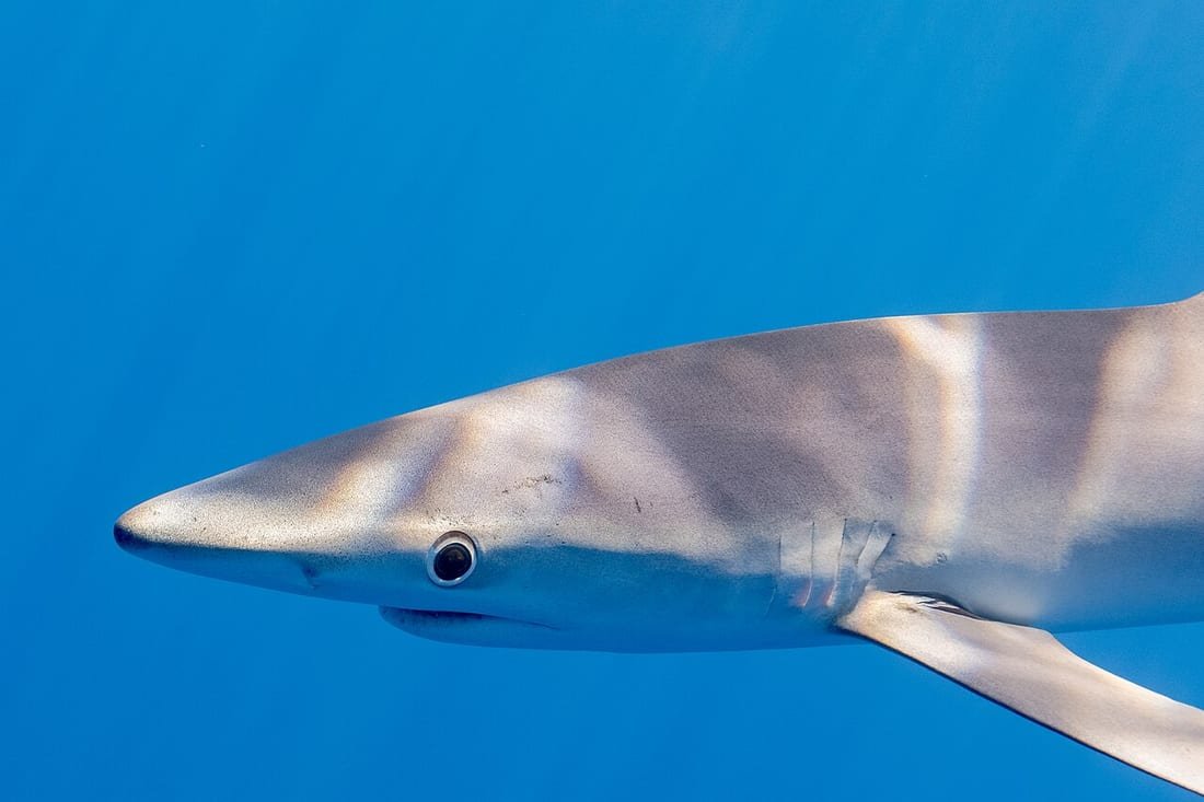 Tiburón azul o tintorera nadando en aguas abiertas, la especie que más avistamientos provoca frente a las costas españolas